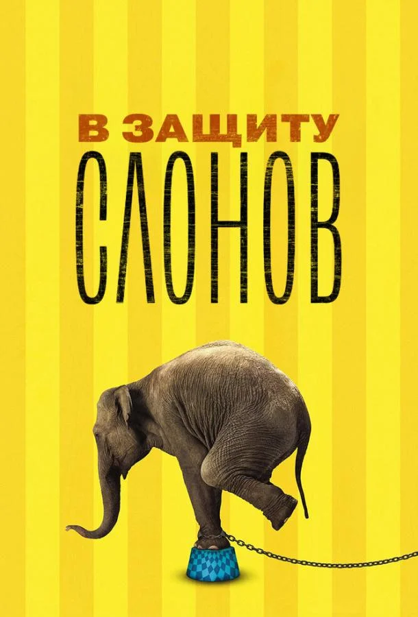 Смотреть Фильм В защиту слонов(2013) бесплатно